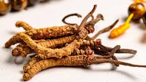 Keeda jadi (cordyceps sinensis) india, china ,nepal, bhutan ,tibbet caterpillar fungus altitude process of formation of keeda jadi or mummified caterpillar takes place at regions lying at high. Keeda Jadi Cordyceps Sinensis Wholesale Supplier Delhi