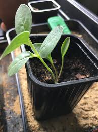 Image result for Ceropegia malawiensis