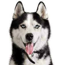 You can sort dogs by breed and location, which makes it easier for you to find the pet. Husky Puppies For Sale Adoptapet Com