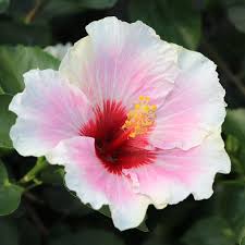Image result for Hibiscus