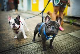 Find all pet sitters available by country or city. Mckinney Professional Pet Care Services Dog Walking Pet Sitting Small Animal Services Top Dog Pet Sitters Mckinney Tx