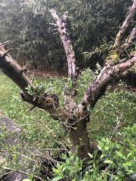 Always great deals & fast shipping! Ask A Question Forum Dead Olive Tree Came Back To Life Garden Org