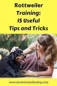 People often wonder about puppy training and for how long. Rottweiler Training 15 Useful Tips And Tricks How To Train Your Dog Rottweiler Training Rottweiler Lovers Rottweiler Facts
