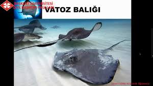10 Suda Yasayan Hayvanlar Youtube