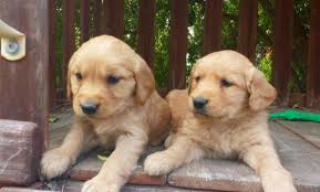 Southland goldens is a professional breeder of english cream golden retrievers since 2012. Golden Retriever Puppies For Sale In San Diego California Classified Americanlisted Com