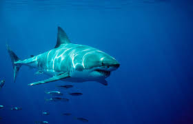 Check spelling or type a new query. Why Diver Wasn T Scared To Swim With Great White Shark Time