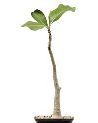 Image result for Adenium boehmianum