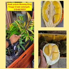 Durian hj nordin, beliau mengusahakan sendiri dusun durian tersebut. Abang Kakak Minat Tak Pulut Durian Kawin Balik Pulau Facebook