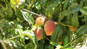Place the tree in your hole on a small mound of soil, and fill the hole back up. A Gardener S Steps To Planting And Growing Peach Trees In Arizona Dengarden