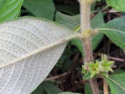 Image result for Sabicea bequaertii