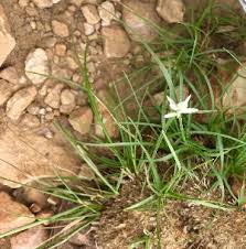 Image result for Pycreus flavidus