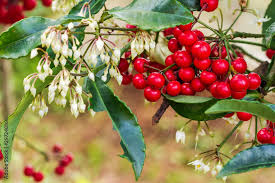 Image result for Myrsinaceae