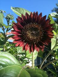 The best heirloom & gourmet vegetable, flower & herb seeds. Pin On Gardens And Tranquility