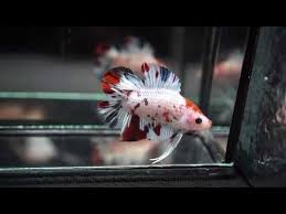 Rare Fancy Multi Colors Koi Galaxy Geisha Double Tail Plakat Dtpk Betta Youtube In 2020 Betta Betta Fish Koi Betta