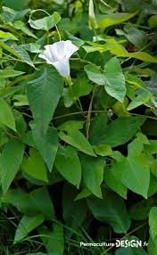 Guide de diagnostics des sols ; Qu Est Ce Qu Une Plante Bio Indicatrice Et Que Dit Elle Sur Votre Sol