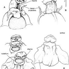 Image result for Liparis killmanniae