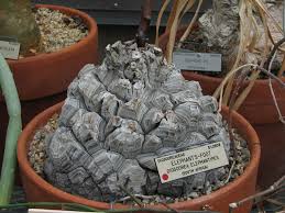 Image result for Dioscorea asteriscus