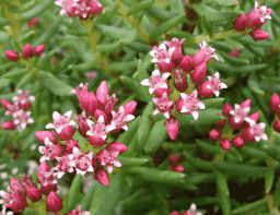 Crassula sarcocaulis is also commonly known as 'bonsai crassula'. Crassula Sarcocaulis Bonsai Crassula Care Guide Succulents Network