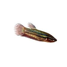 Baby Girl Bettas For Sale Order Online Petco Betta Petco Siamese Fighting Fish