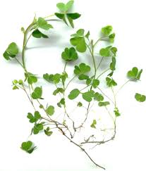 Image result for Oxalis anthelmintica