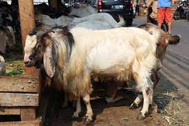 Di indonesia terdapat beberapa jenis bahan bakar jenis bensin yang memiliki nilai mutu pembakaran berbeda. Jenis Kambing Kurban Termahal Di Tanah Abang Antara News