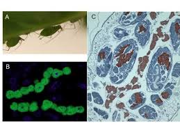 Image result for Buchnera