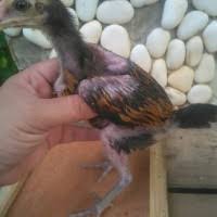 Pukulan saraf memberikan dampak yang luar biasa bagi lawan, dan tidak jarang lawan yang terkena pukulan ini langsung ko. Jual Ayam Pama Terdekat Harga Murah Grosir July 2021