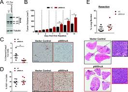 Local breast cancer recurrence is when the cancer has reoccurred close to or in the same place the first tumor was found within the breast. P66shca Functions As A Contextual Promoter Of Breast Cancer Metastasis Breast Cancer Research Full Text