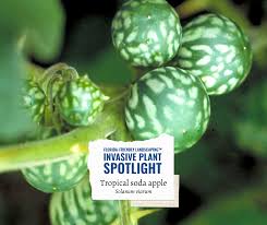 Image result for Solanum viarum
