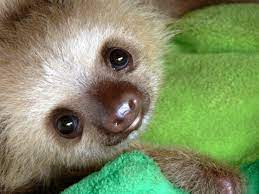 1 Dwarf Sloth Cute Baby Sloths Baby Sloth Sloth