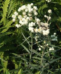 Image result for Gutenbergia polycephala