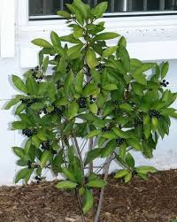 Image result for Ardisia