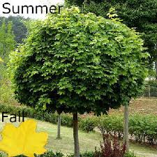 Maybe you would like to learn more about one of these? Deciduous Trees Spring Tree Farm Innisfil