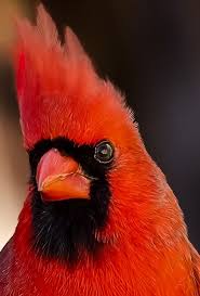 portrait of a male northern cardinal pet birds beautiful birds animals
