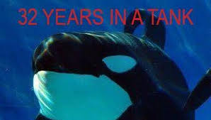 Image result for captive Orca memes