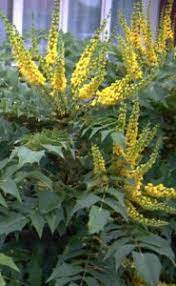 It's natural to think an irish vegetable garden contains potatoes. Galway Garden Centre Galway Ireland Plants For Winter Interest