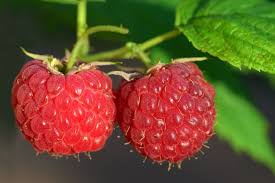 Can Iguanas Eat Raspberries What You Need To Know Pet Keen