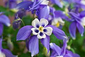 How To Grow Columbines Garden Lovers Club