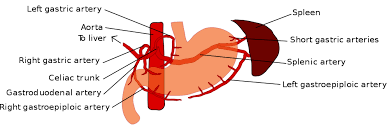 Left Gastroepiploic Artery Tibbi