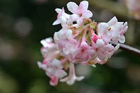 Image result for Daphne mezereum