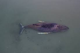 Duitsers verlengen lijdensweg gestrande walvis ‘Timmy’ met ultieme reddingspoging