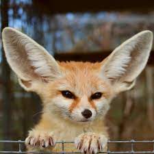 Red foxes are more reserved but can also be foxes in captivity can live up to about 14 years. Keeping And Caring For Fennec Foxes As Pets