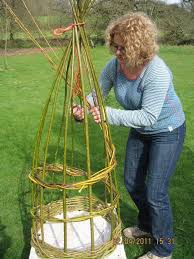 Willow Cones Weiden Flechten Weiden Gartenspaliere