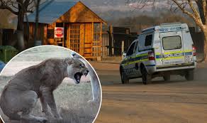 Image result for lion rips woman's arm off in her car and Africa