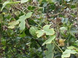 Image result for Coccinia rehmannii