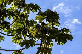 Image result for Cecropia pachystachya
