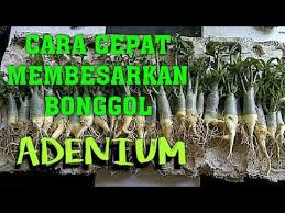 Pin Di A Ber Kebun