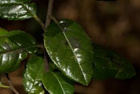 Image result for Rhamnus prinoides