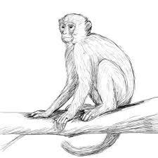 Monkey Monkey Drawing Animal Drawings Monkey Art