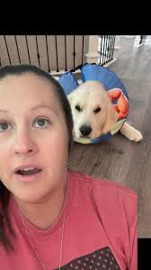 Oliver Is Home From Surgery, #goldenretriever #dog